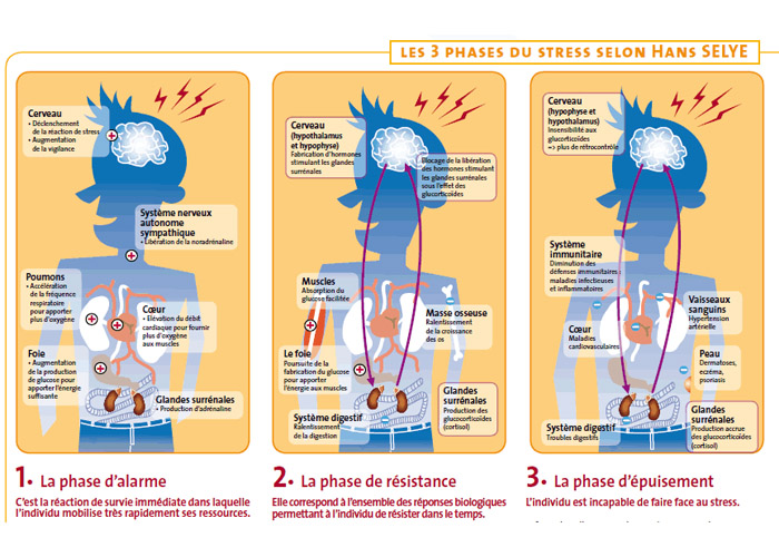 Les 3 Phases Du Stress Selon Han Selye Paroconseil